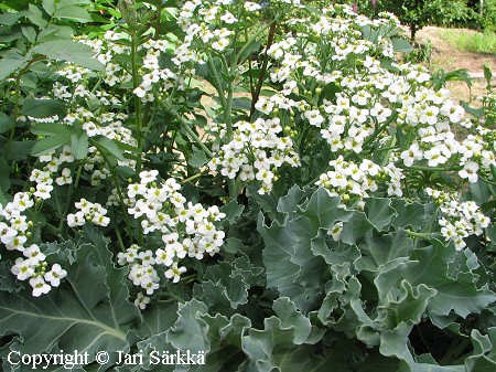 Euroopanmerikaali, Crambe maritima